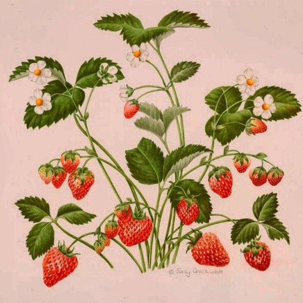 Кустик земляники