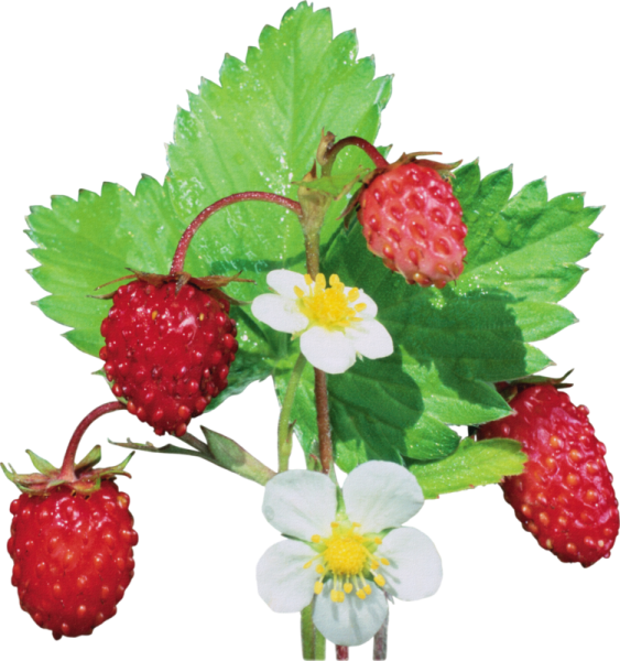 Земляника Лесная на белом фоне ягода