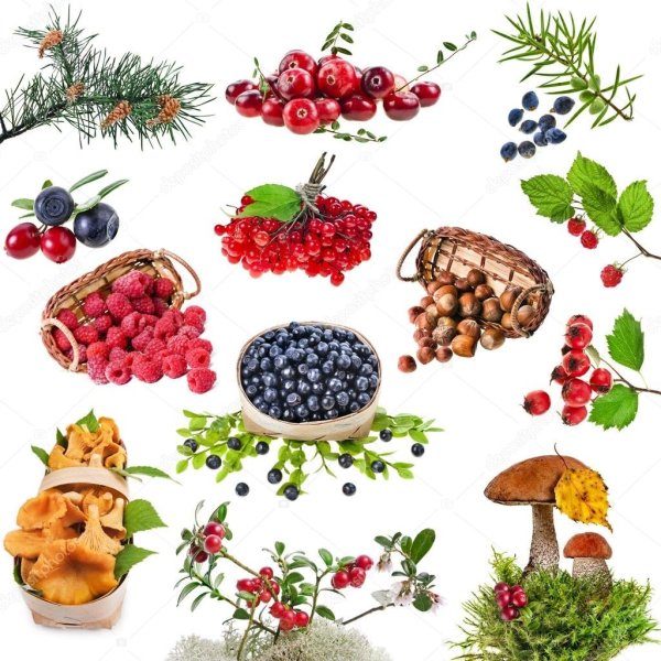 Грибы и ягоды на белом фоне