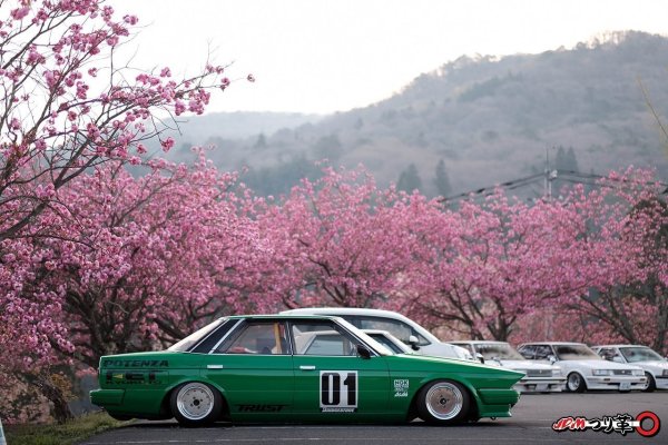 Toyota Cresta GX 71 под сакурой