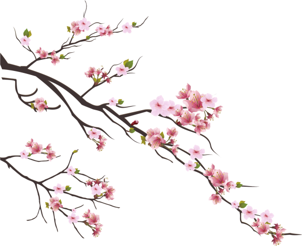 Ветка Сакуры на белом фоне