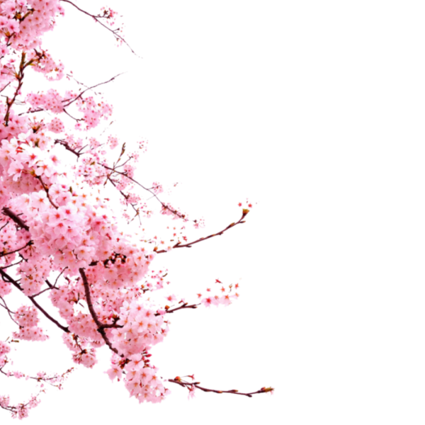 Веточка Сакуры