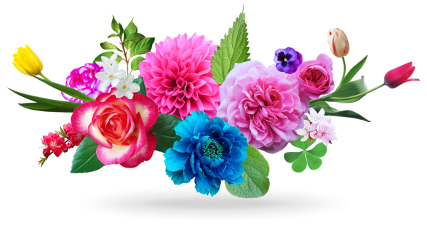 Красивые цветы