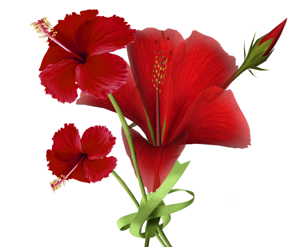 Красные цветы на прозрачном фоне