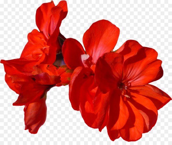 Красные цветы на белом фоне