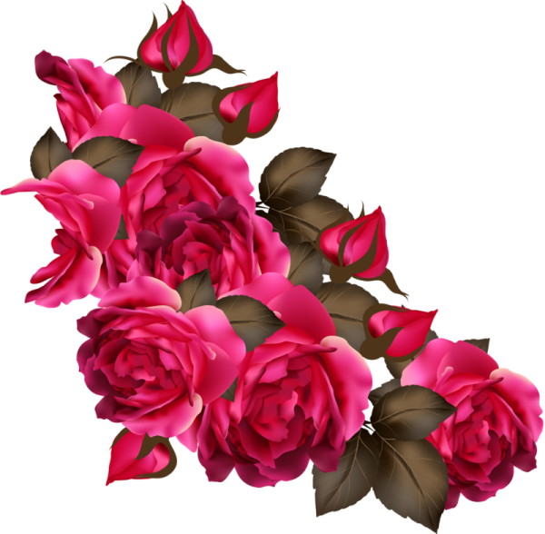 Тёмно красные цветы на прозрачном фоне
