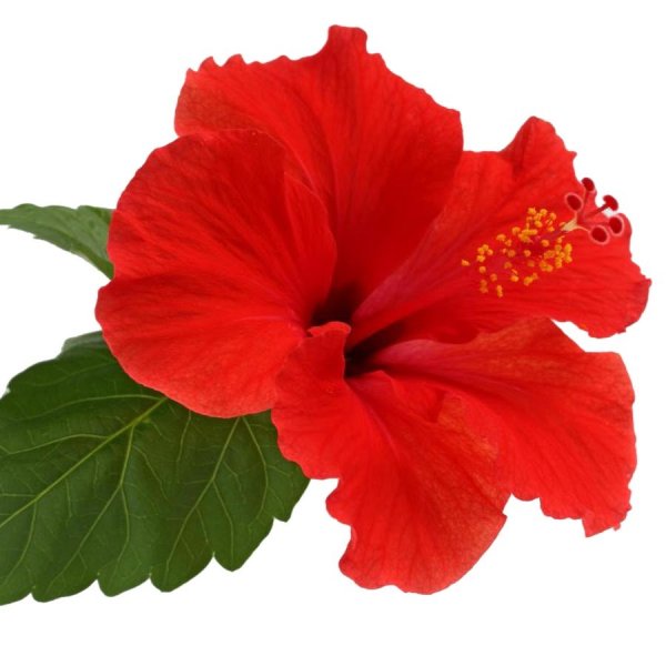 Каркаде (суданская роза)