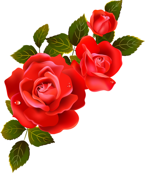 Роза на белом фоне