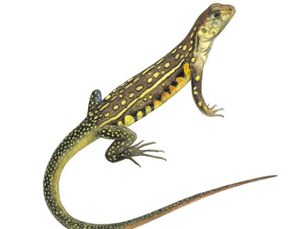 Ящерица для детей