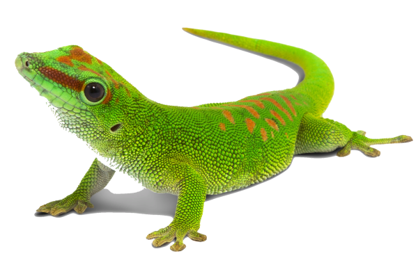 Ящерица для детей