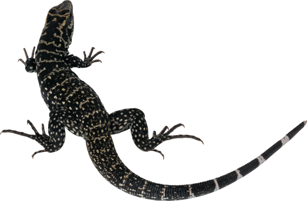 Ящерица на прозрачном фоне