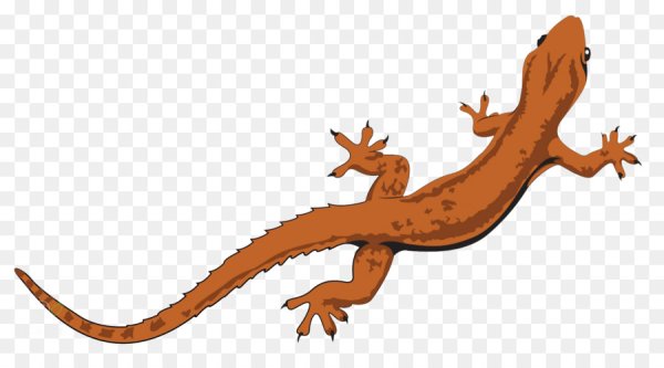 Ящерица клипарт на прозрачном фоне