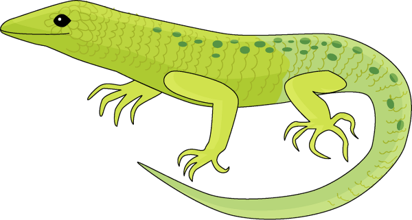 Ящерица картинка для детей на прозрачном фоне