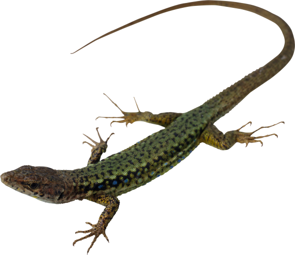 Ящерица на белом фоне