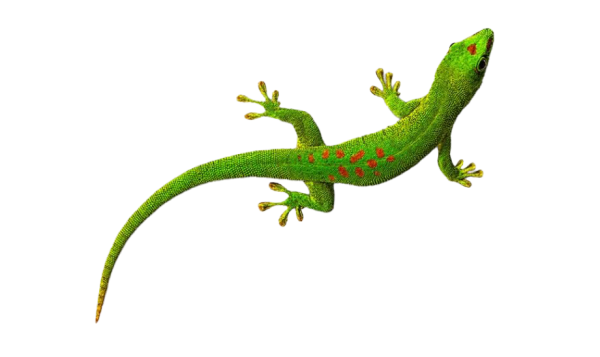 Ящерица для детей