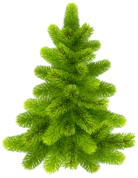 Ель на белом фоне