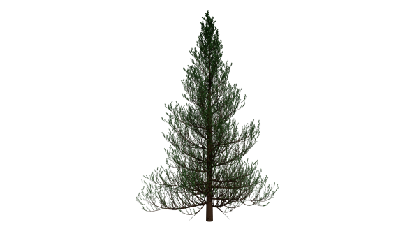 Хвойные деревья на белом фоне