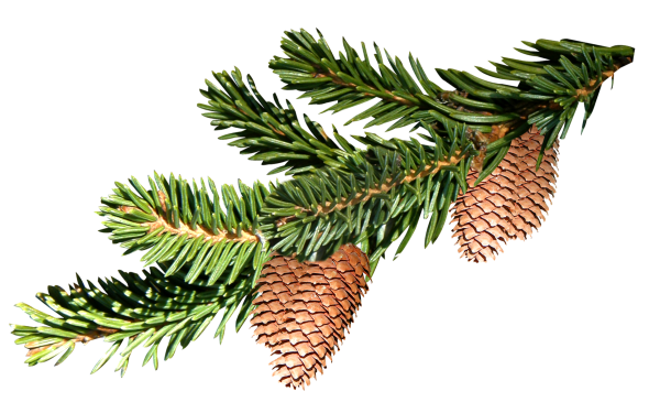Пихта ветка с шишкой