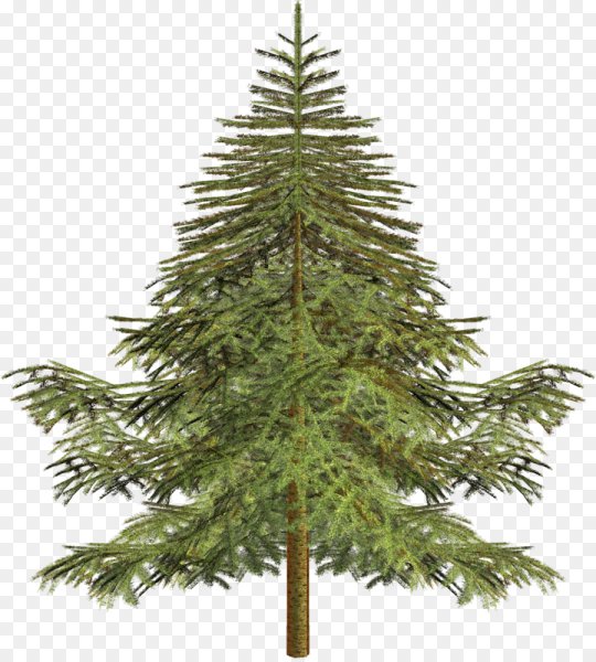 Елка ель лиственница