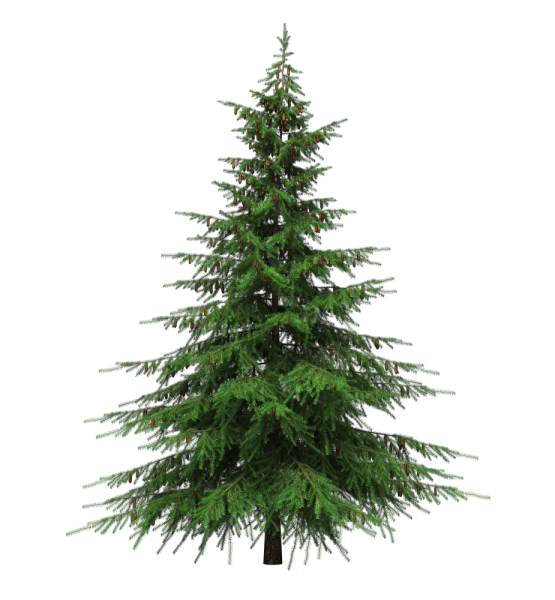 Елка пихта сосна