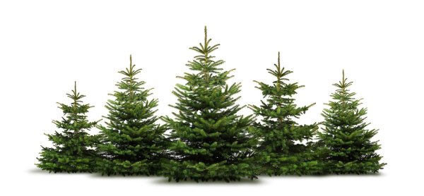 Ель на белом фоне