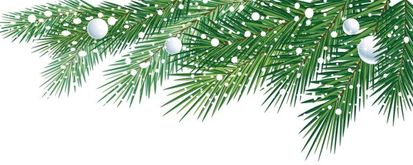 Ветка Еловая