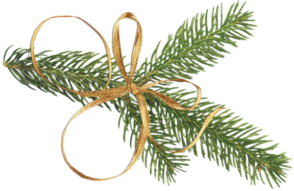 Еловые ветки на прозрачном фоне