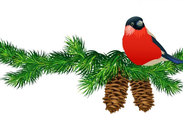 Елочная ветка на белом фоне