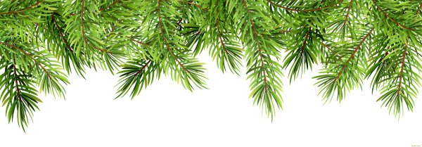 Ветка елки сбоку