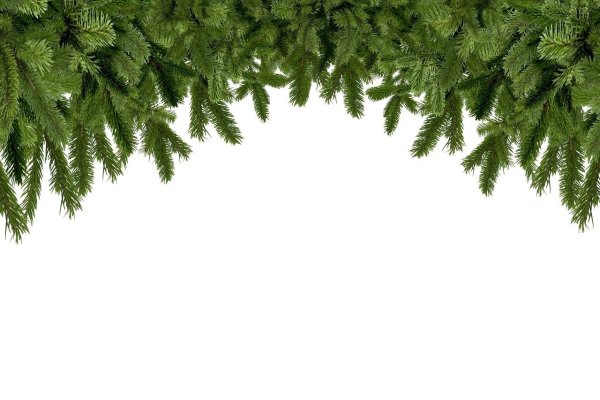 Еловые веточки рамка