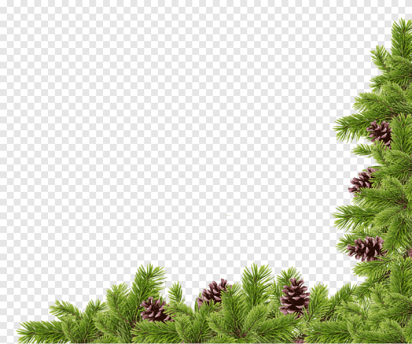 Рамка еловые ветки