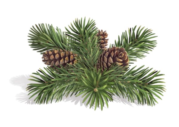 Ветка сосны с шишками