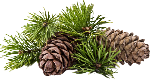 Cedrus l. – кедр шишка