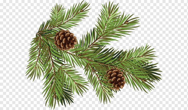 Ветка сосны