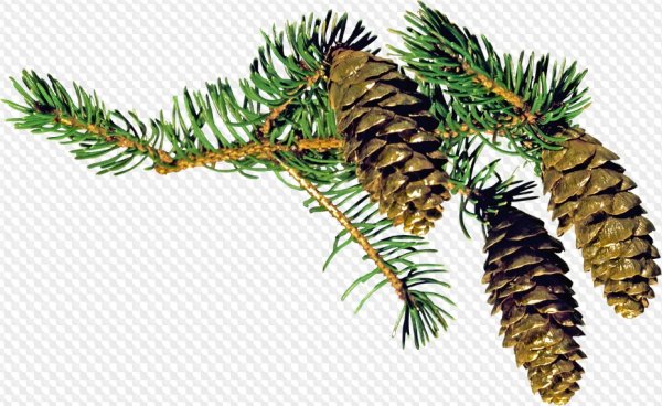 Еловая, Пихтовая, Сосновая лапы