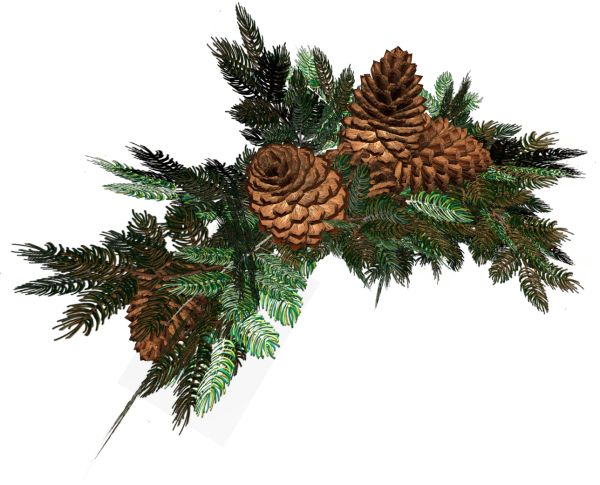 Еловые ветки на прозрачном фоне