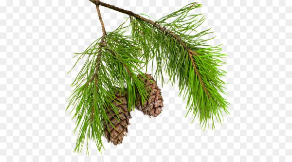 Ветка кедра с шишкой