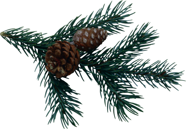 Ветка с шишками