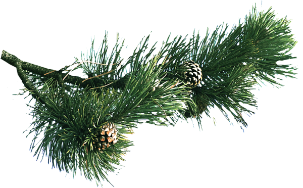 Ветка сосны на прозрачном фоне