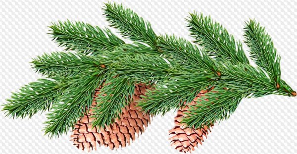 Ветка Еловая