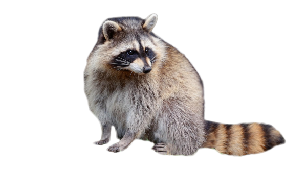 Животные на прозрачном фоне