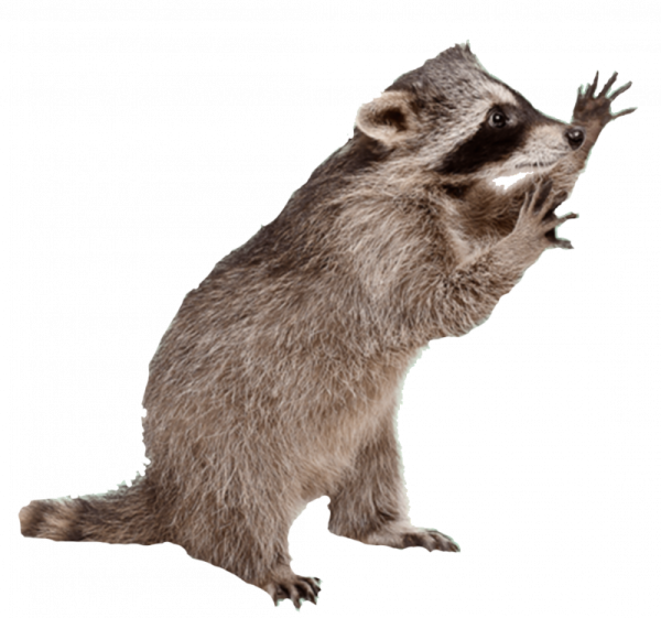 Животные без фона