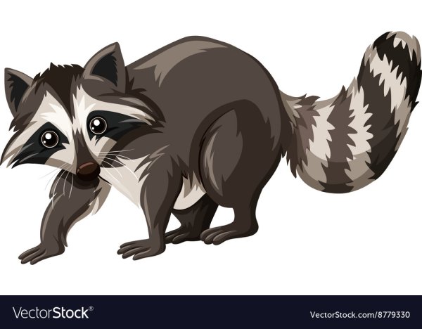 Хвост енота вектор