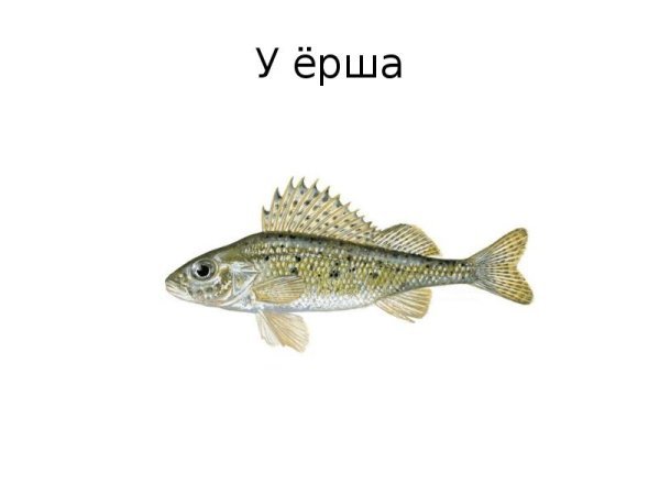 Рыба Ерш для детей