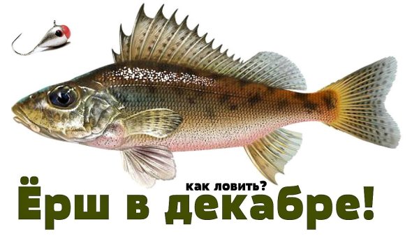 Ерш на белом фоне для детей