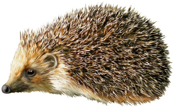 Еж на белом фоне