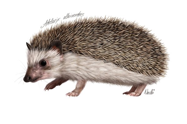 Ежик на белом фоне