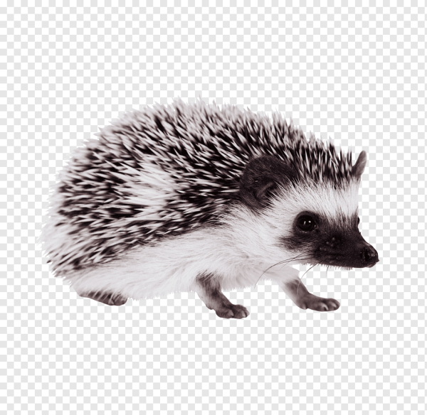 Ежик на прозрачном фоне