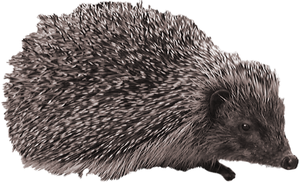 Ежик на белом фоне