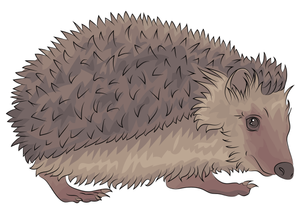 Еж картинка для детей на прозрачном фоне